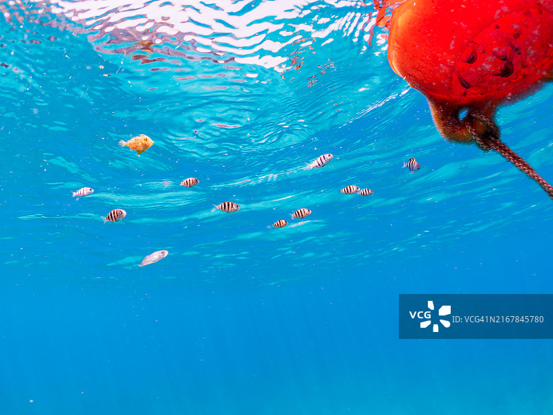 条纹毒牙鳚幼鱼和其他小鱼在海藻中游动，日本静冈县伊豆半岛南伊豆中木图片素材