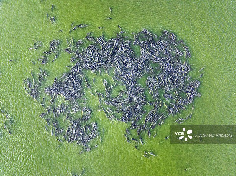 澳大利亚北部地区，比拉邦的澳洲肺鱼群俯视照片图片素材