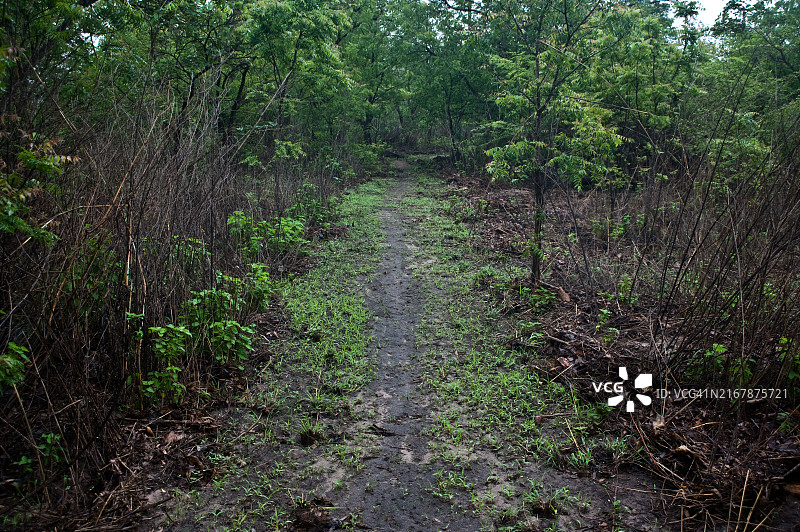 冈比亚：通往美洲大陆奴隶船的历史道路图片素材