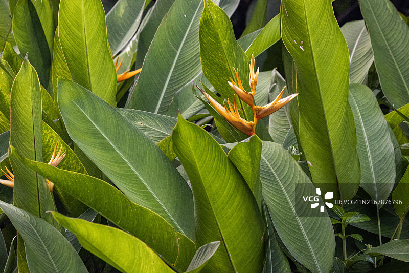 天堂鸟花图片素材