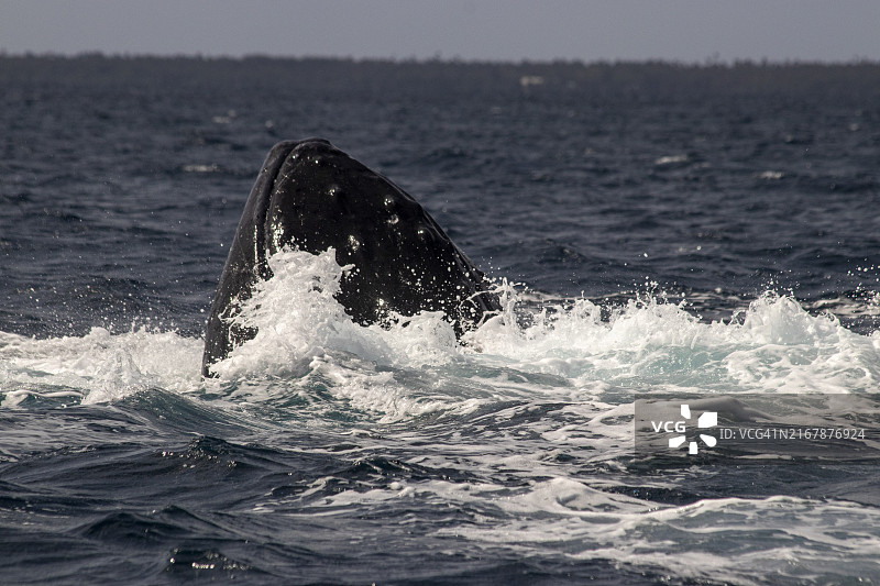 座头鲸间谍跳跃图片素材