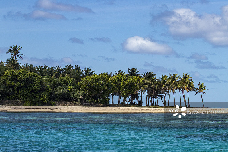 汤加岛椰子树图片素材