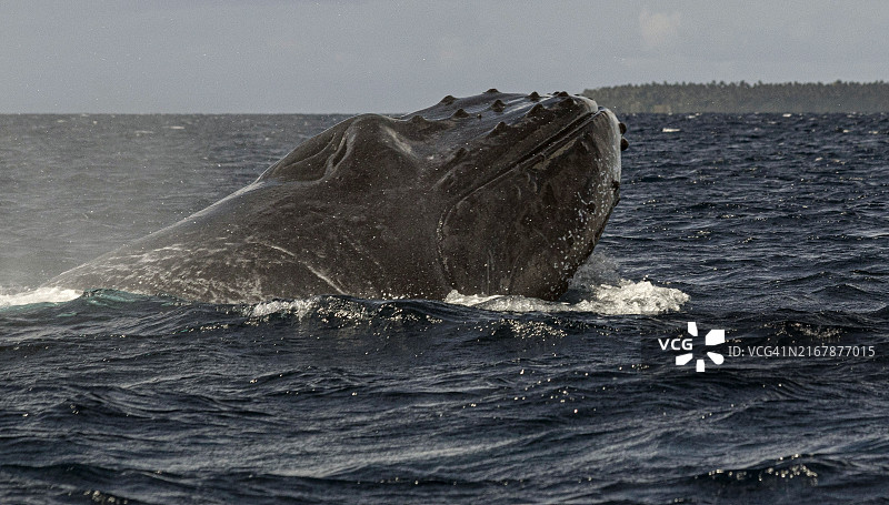 座头鲸间谍跳跃图片素材
