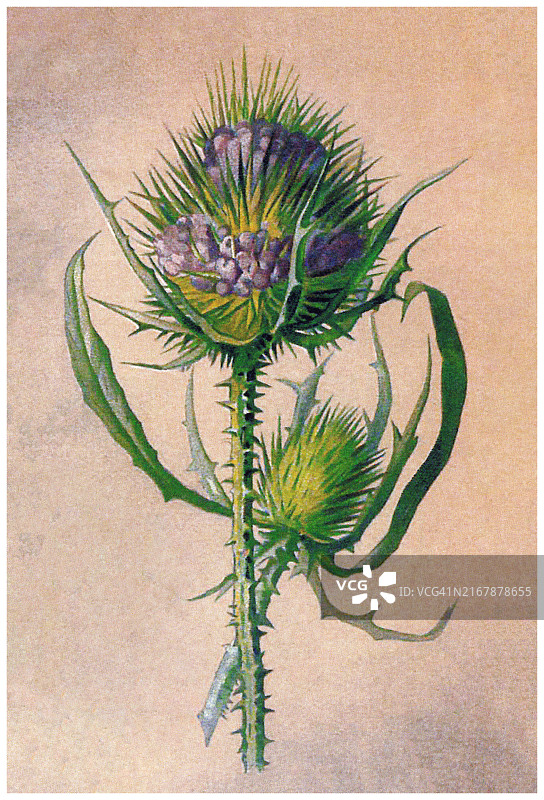 老式植物彩色石版画：野续断图片素材