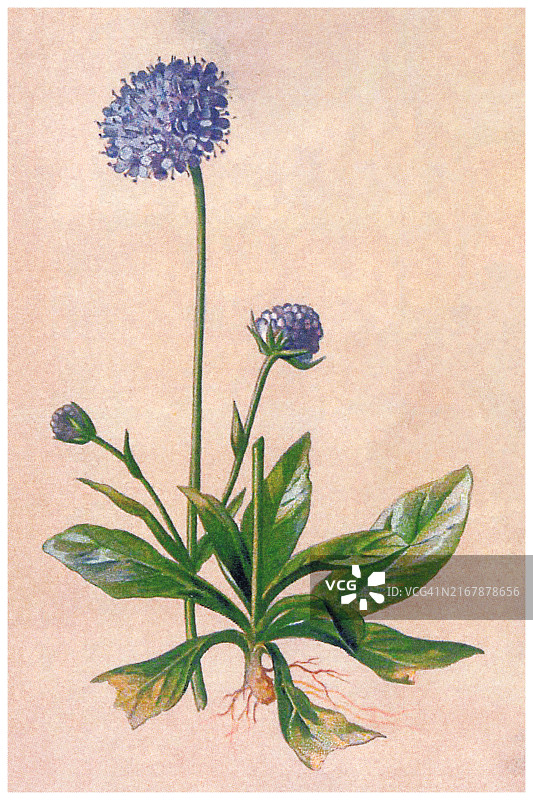 老式彩色石印植物插图：川续断图片素材