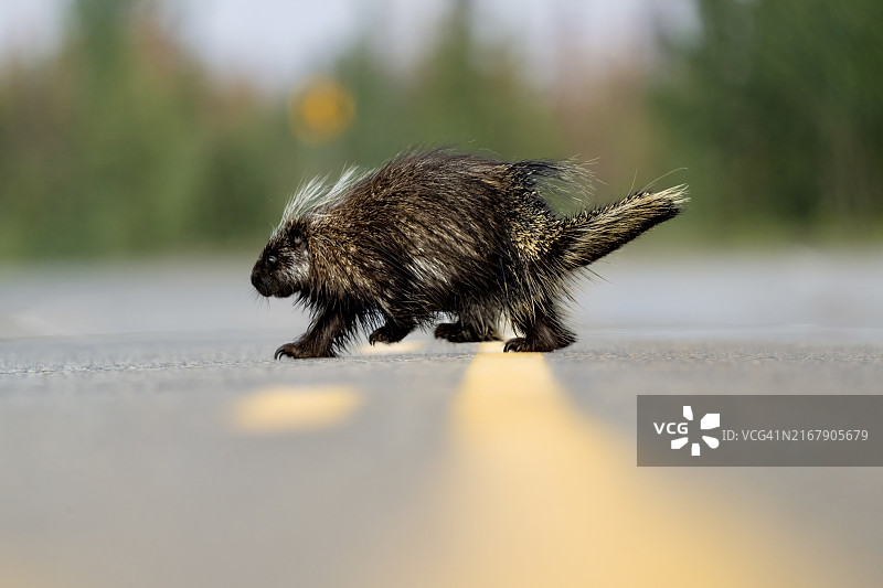 有趣的豪猪图片素材