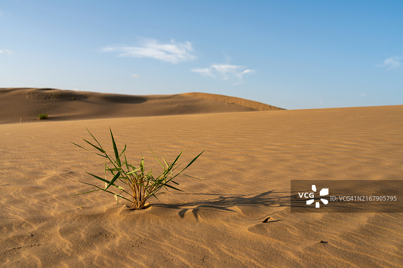 晴空下植被稀疏的金色沙漠沙丘图片素材