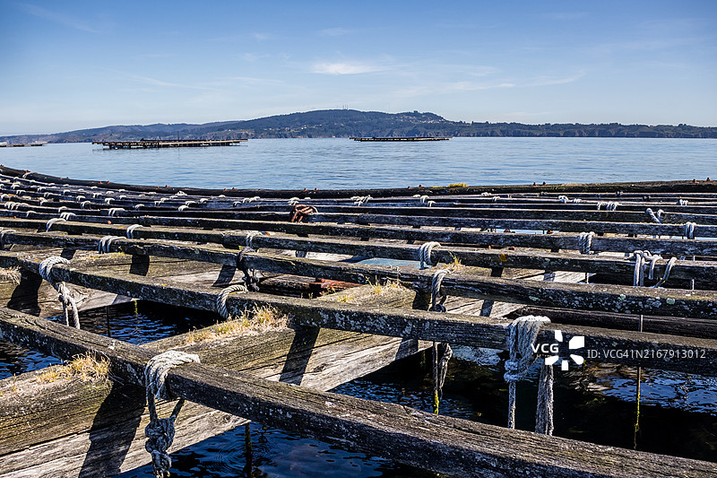 贝坦索斯河口的贻贝养殖木筏图片素材