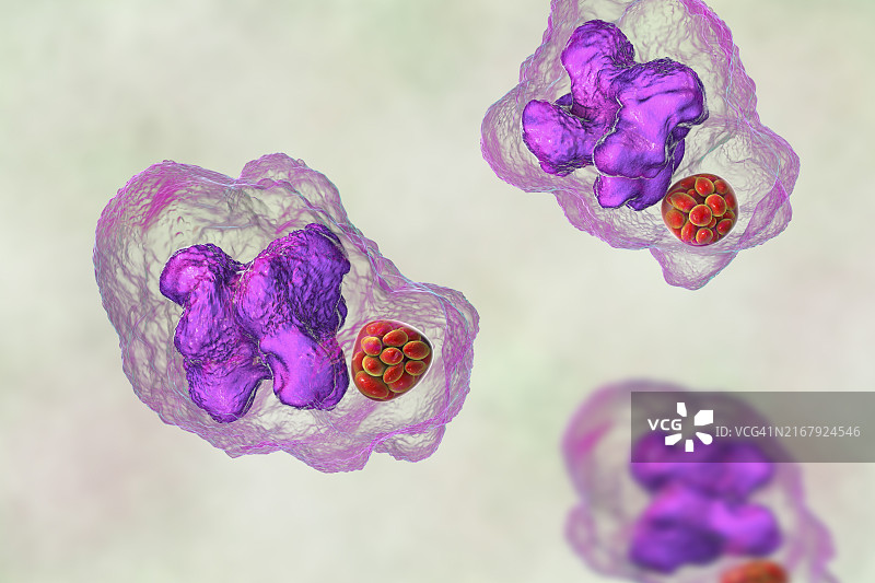 巨噬细胞内埃立克体细菌桑葚体图片素材