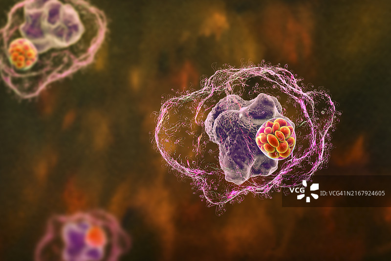 巨噬细胞内埃立克体细菌桑葚体图片素材