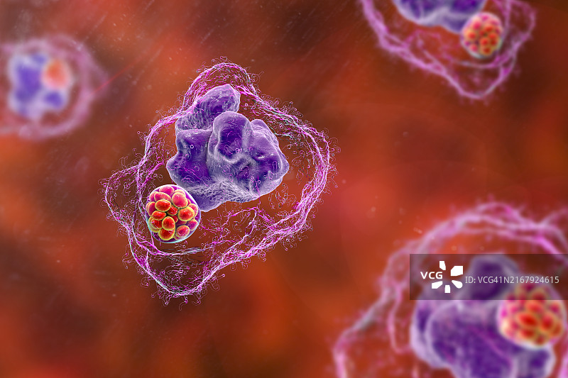 巨噬细胞内埃立克体细菌桑葚体图片素材