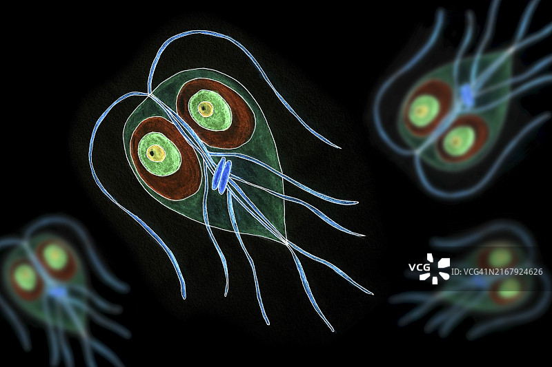 梨形鞭毛虫原生动物插图图片素材