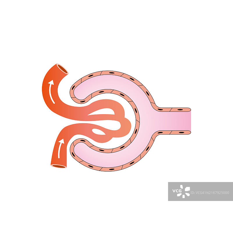 肾小囊结构图图片素材