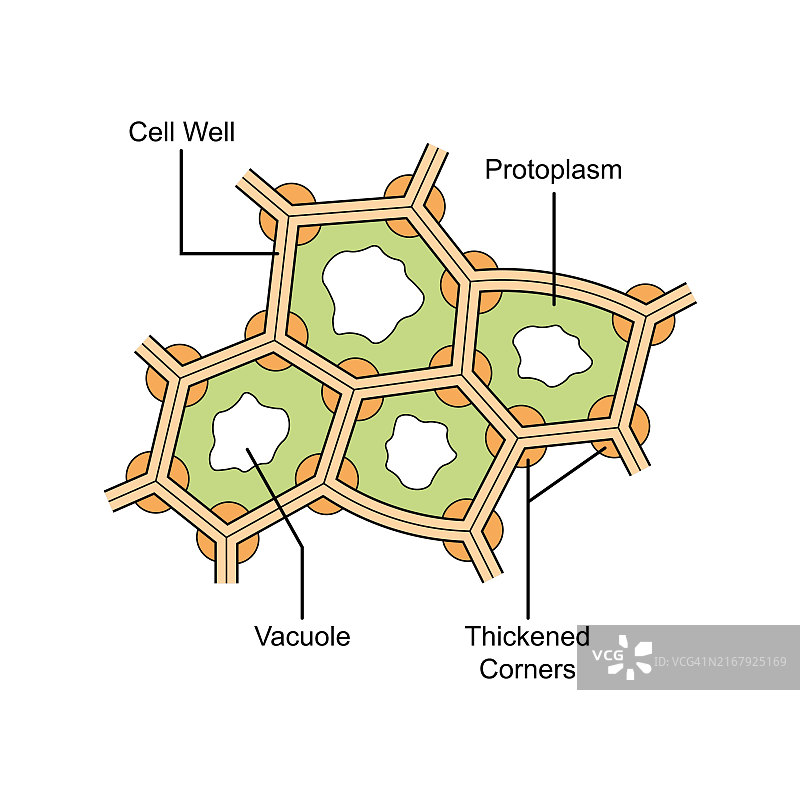 厚壁组织结构图图片素材