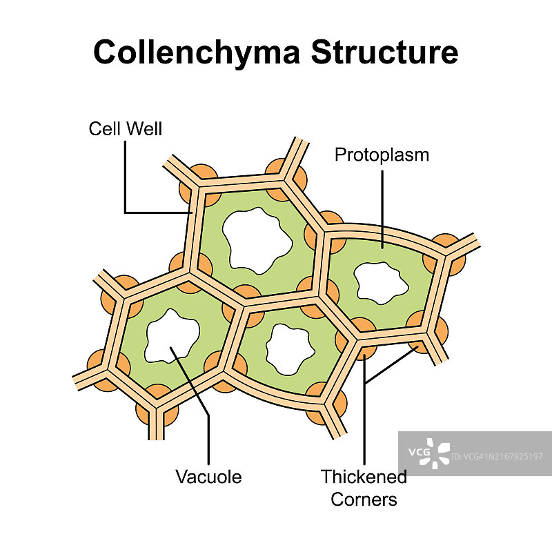 厚壁组织结构图图片素材