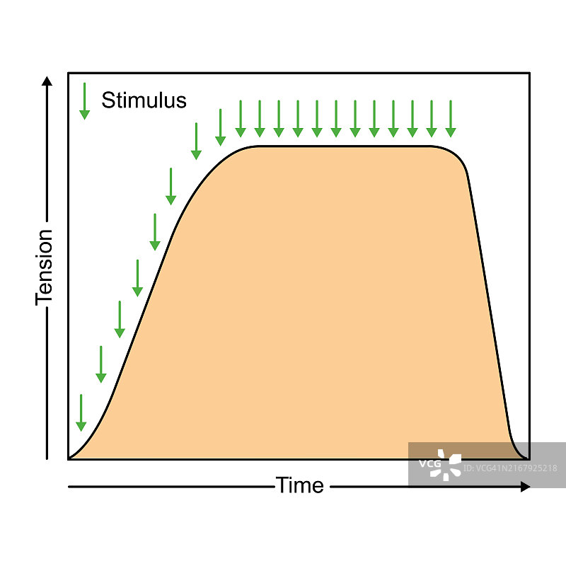 破伤风肌肉收缩示意图图片素材