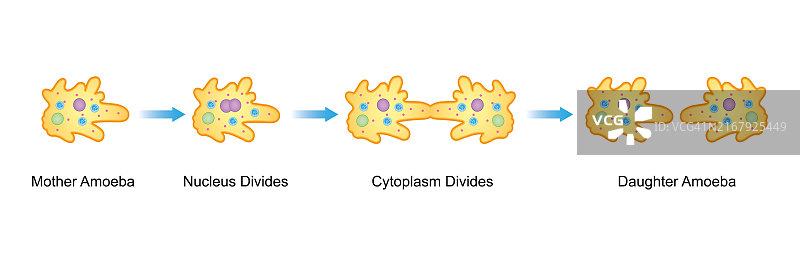 变形虫二分裂示意图图片素材