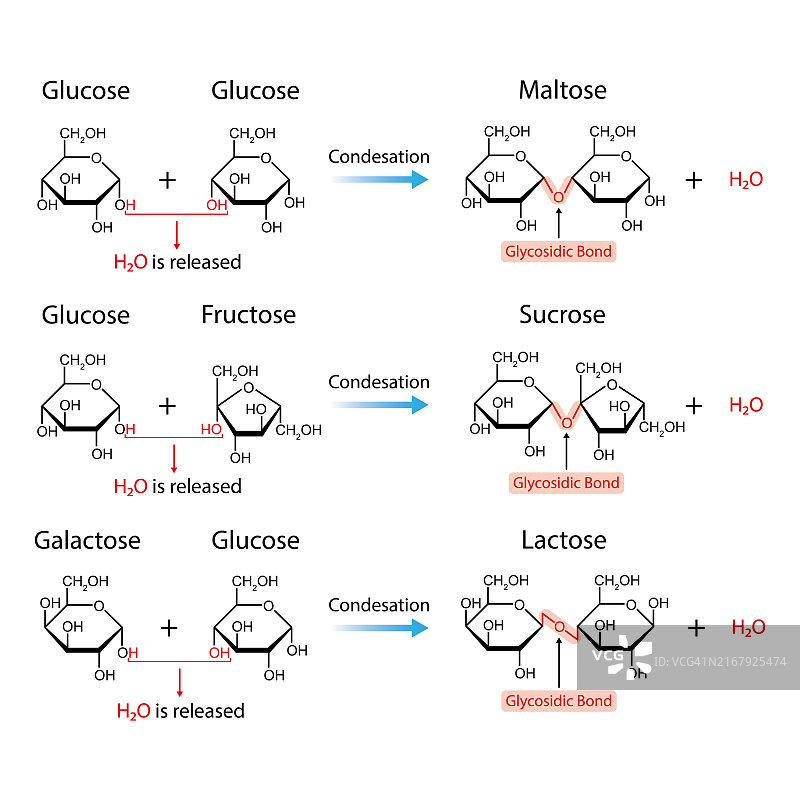 二糖的形成，图示图片素材