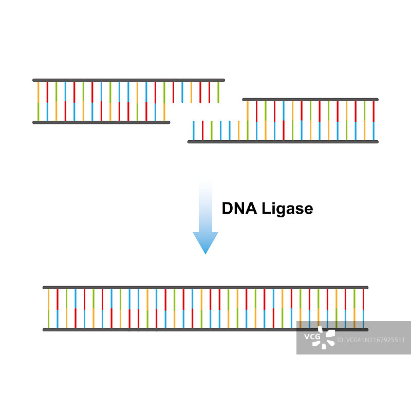DNA连接酶功能图示图片素材