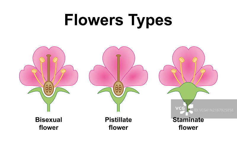 花卉种类图示图片素材