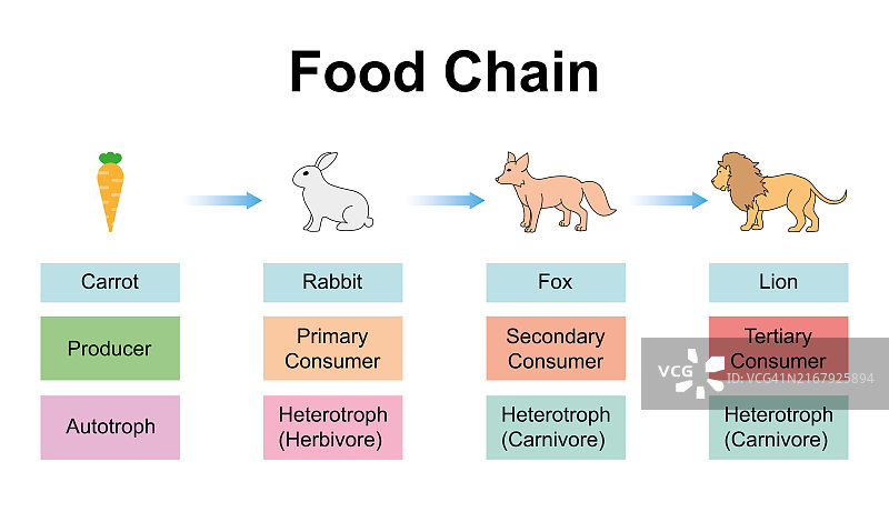 食物链插图图片素材