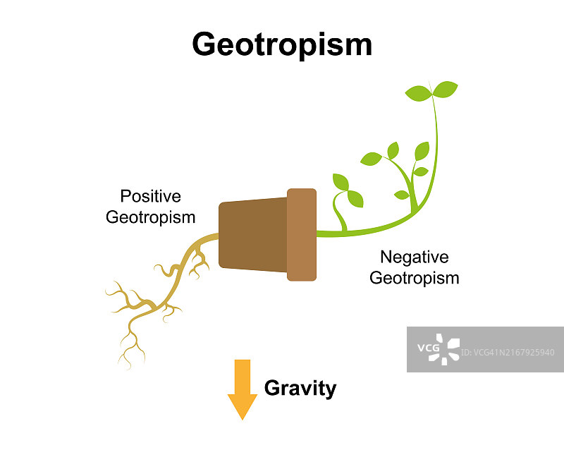 向地性机制，图示图片素材