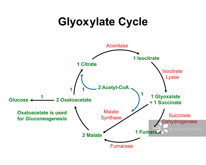 乙醛酸循环图示图片素材