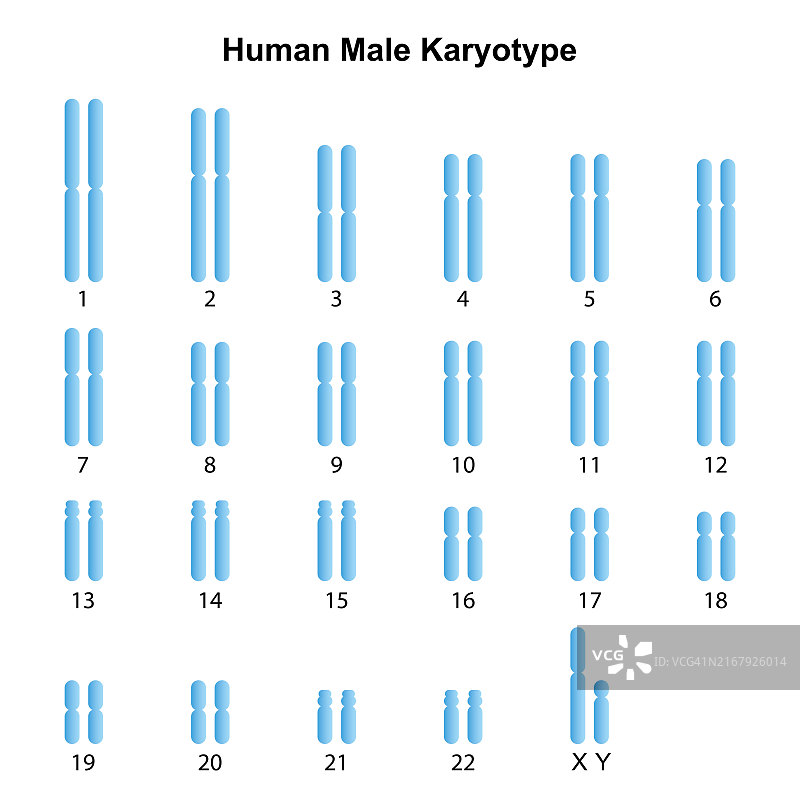 男性核型图图片素材