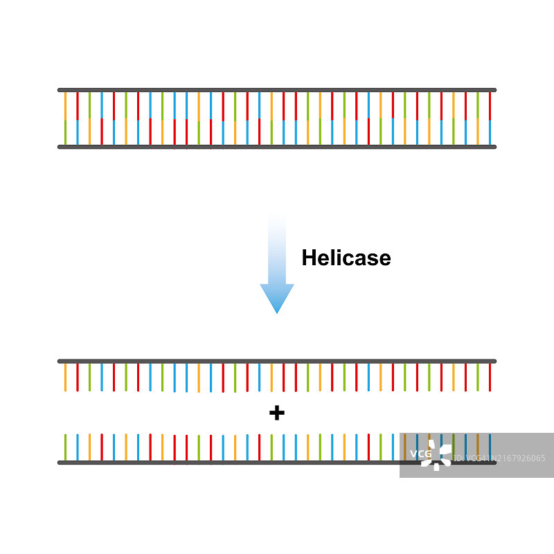 解旋酶功能图示图片素材