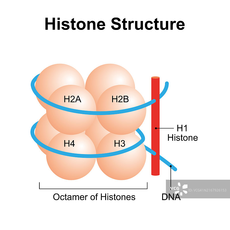 组蛋白结构图图片素材