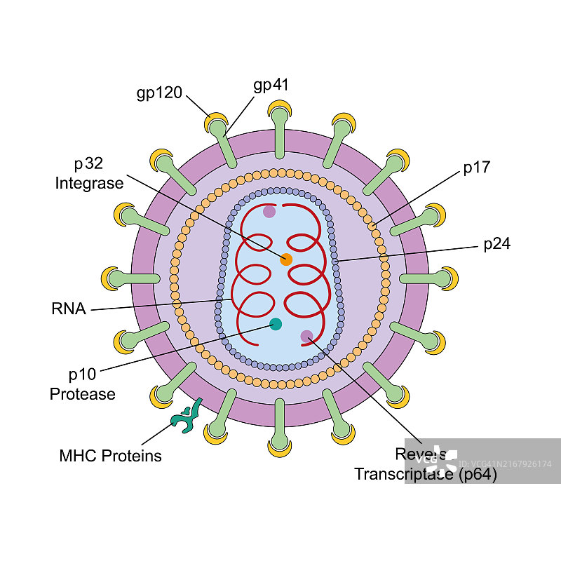 艾滋病毒结构图图片素材