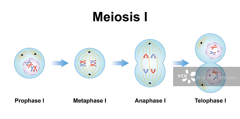 减数分裂各阶段示意图图片素材