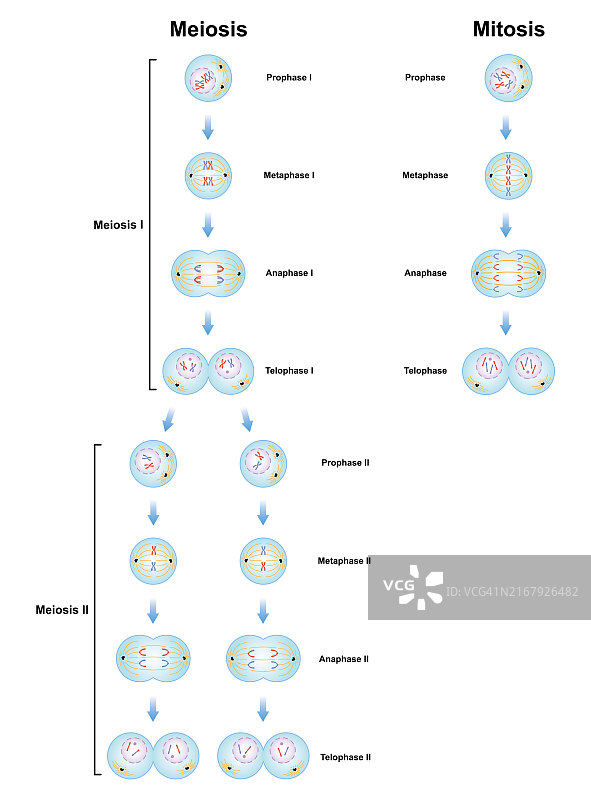 减数分裂和有丝分裂阶段图示图片素材