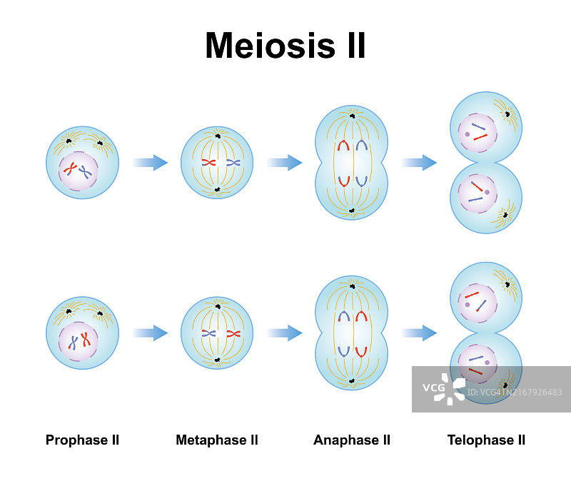 减数分裂各阶段示意图图片素材