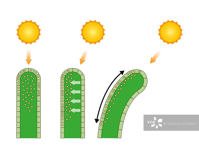 光呼吸作用插图图片素材
