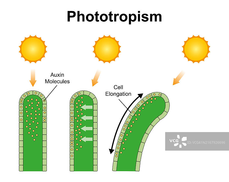 光呼吸作用插图图片素材