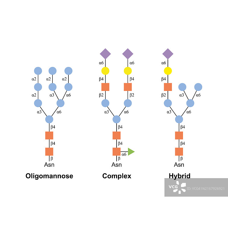 N-聚糖类型图示图片素材