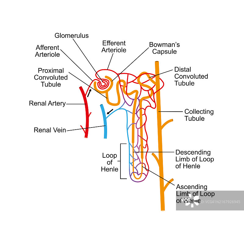 肾单位结构，图示图片素材