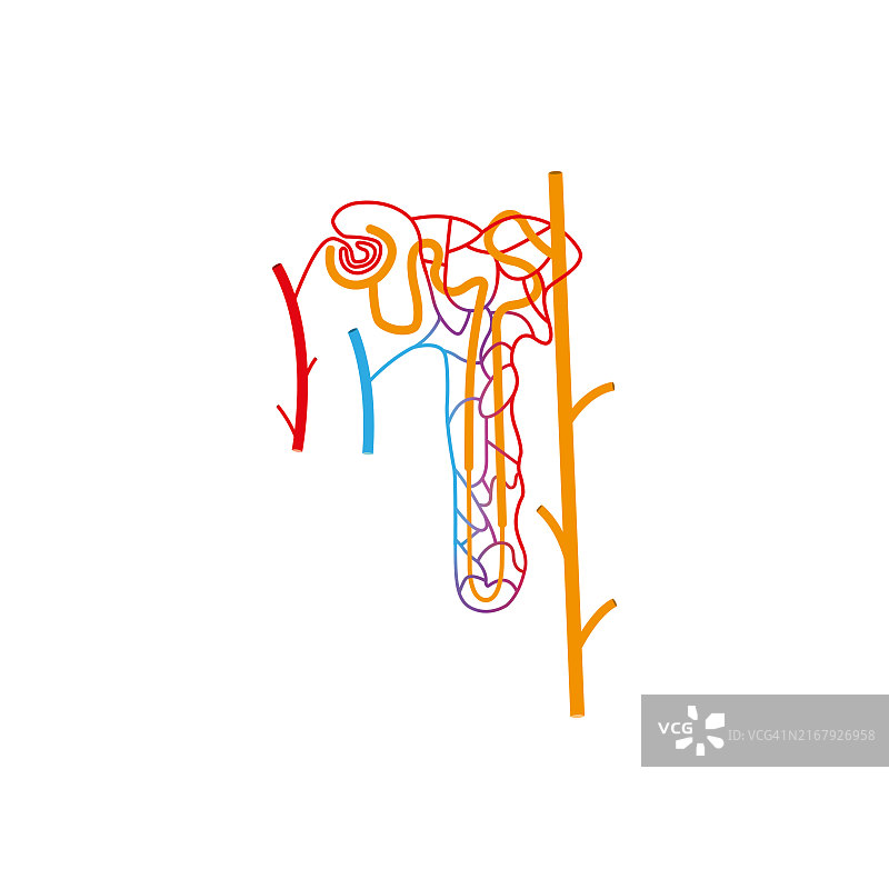 肾单位结构，图示图片素材