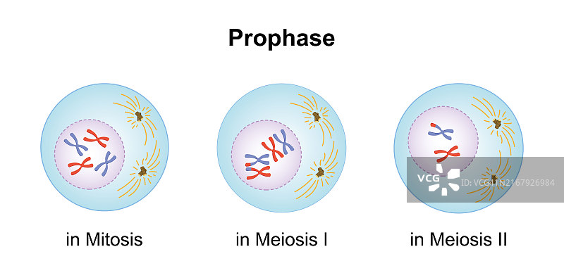 前期，插图图片素材