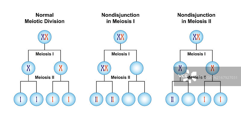 减数分裂时不分离，图示图片素材