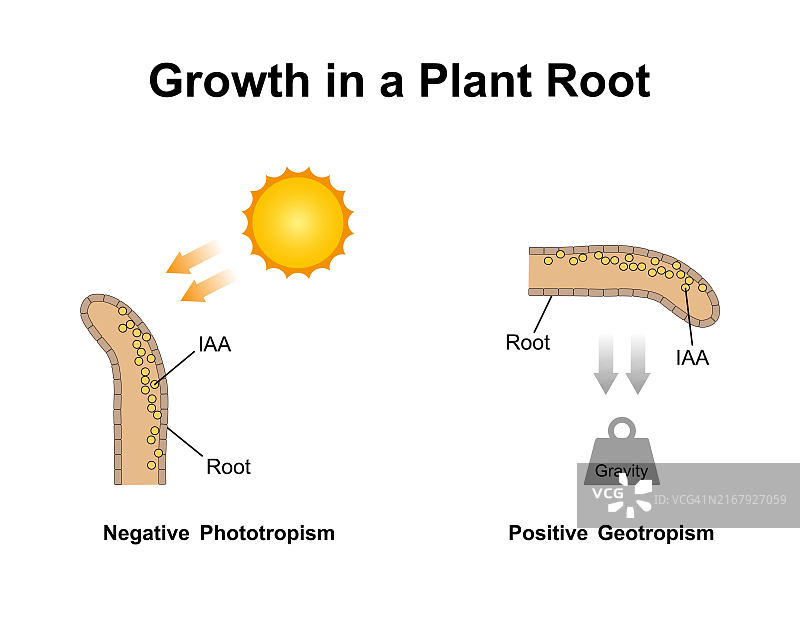 植物根部的生长，插图图片素材