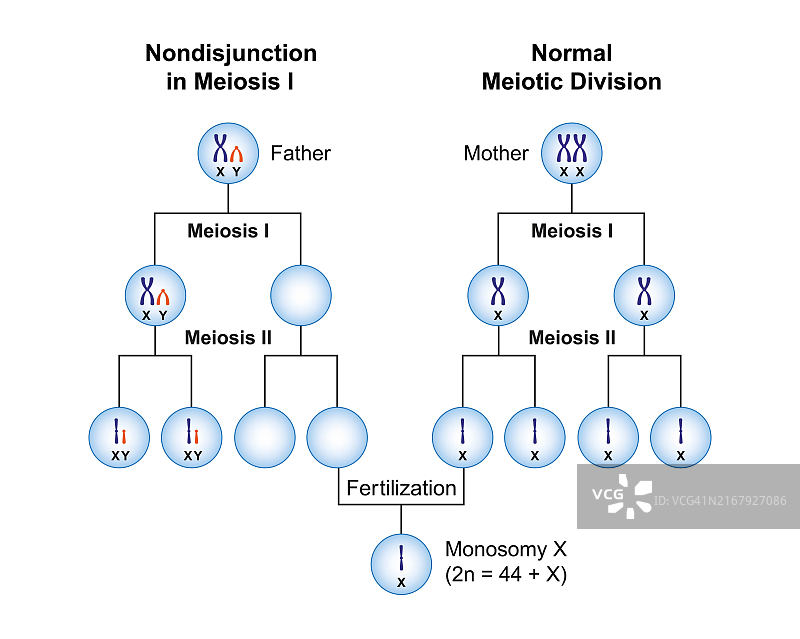 单体X染色体不分离示意图图片素材