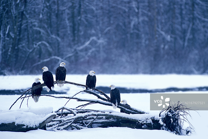 美国阿拉斯加海恩斯奇尔卡特河秃鹰图片素材