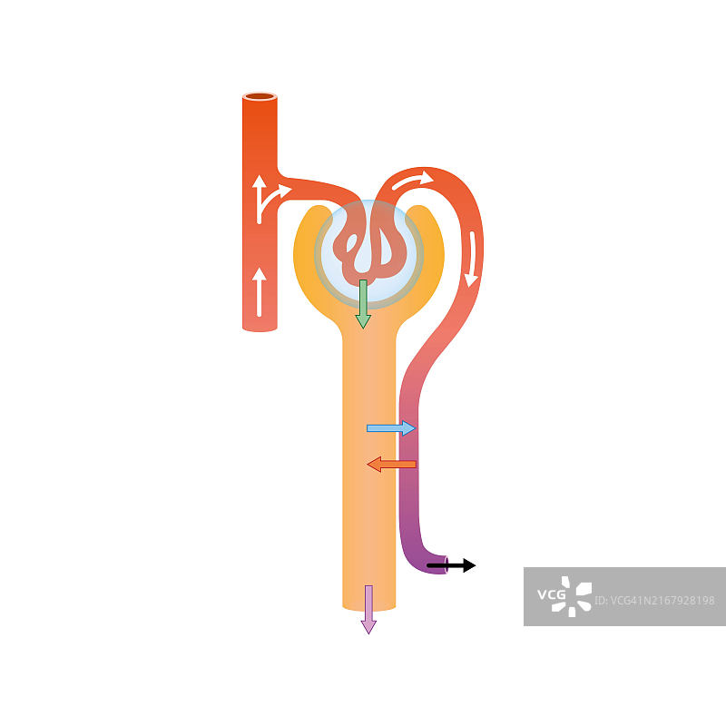 尿液形成示意图图片素材