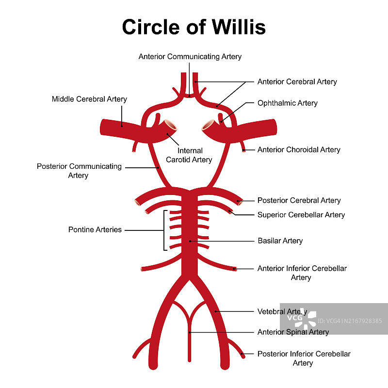 威利斯环图图片素材