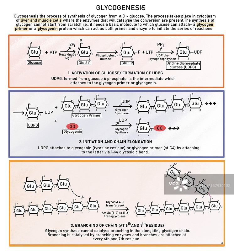 糖原生成过程图图片素材