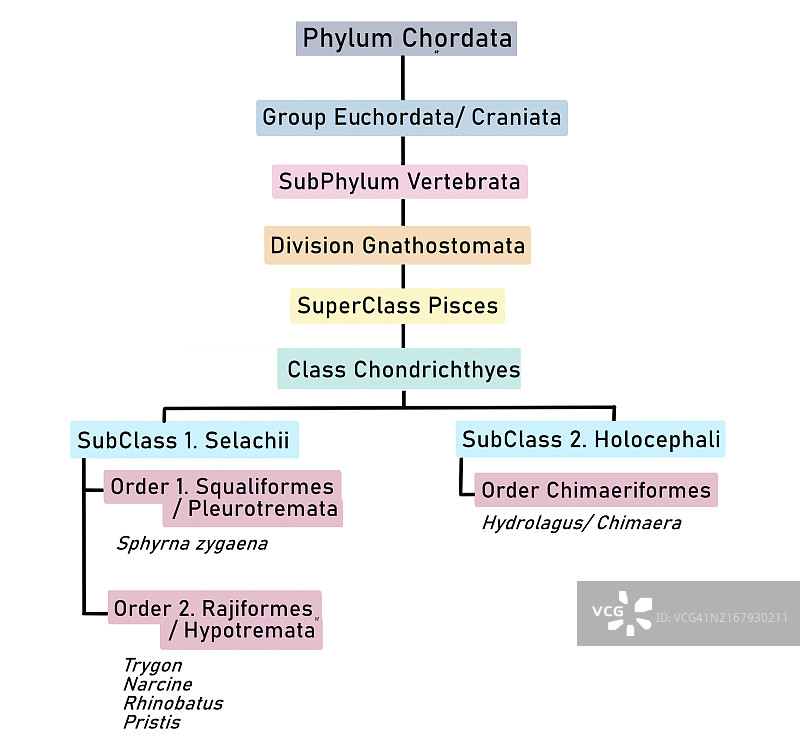 软骨鱼纲分类插图图片素材