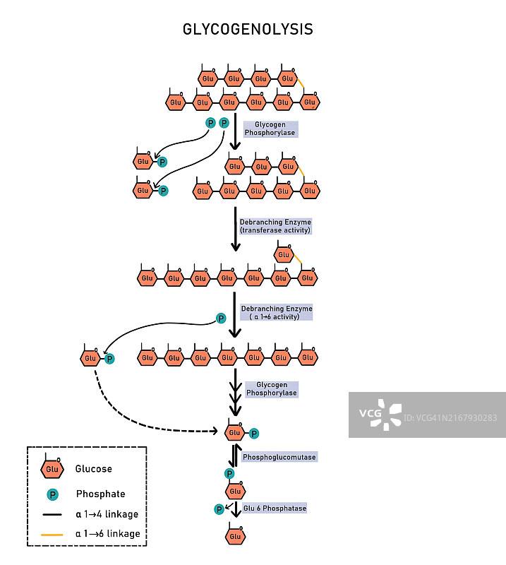 糖原分解示意图图片素材