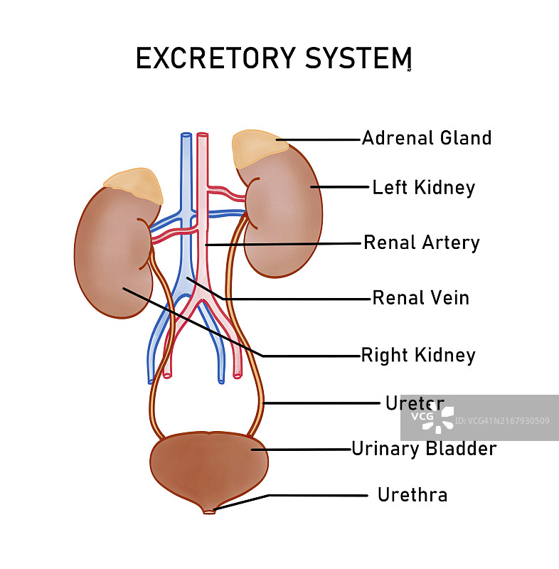人类泌尿系统示意图图片素材